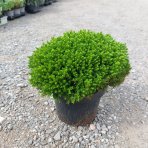 Hebe vždyzelené (Hebe ochracea) ´GREEN GLOBE´- výška 10 cm, Ø 15-20 cm, kont. C2L